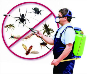 Pest Control 到底是什麽？真的有用嗎？一文讀懂德州蟲害防治全攻略！